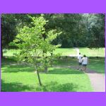 Back Yard - Former Cotten Fields.jpg